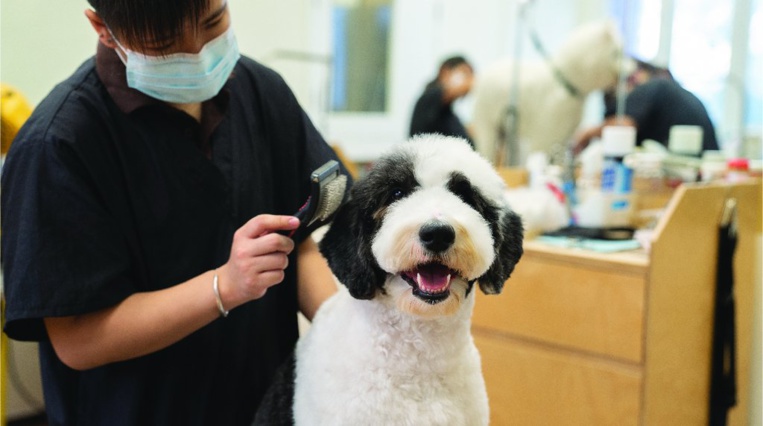 A guide to furry friends in Hong Kong