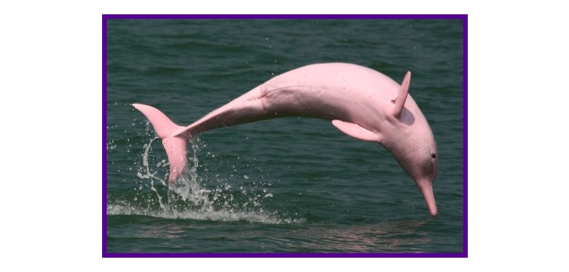 Meet the pink dolphins