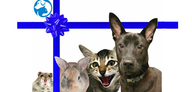 Adopt a life partner at the SPCA