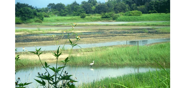 Wetland Park