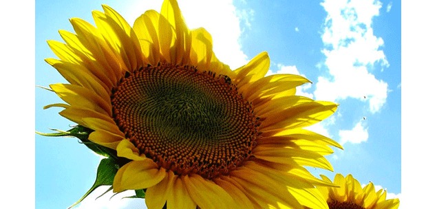 © Photo-libre.fr © Photo-libre.fr