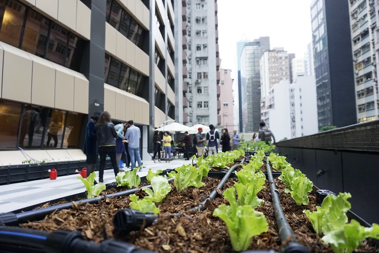 Garage Greens – grown your own vegetables in the heart of the city 