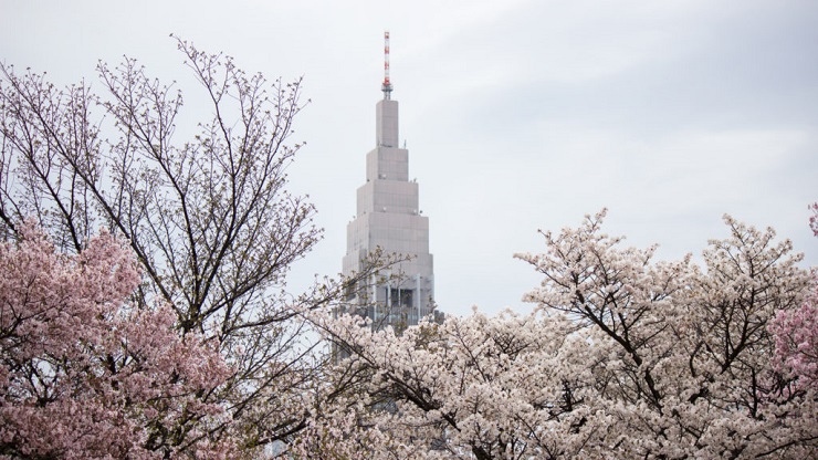 A Cherry Blossom Getaway: Japan vs South Korea