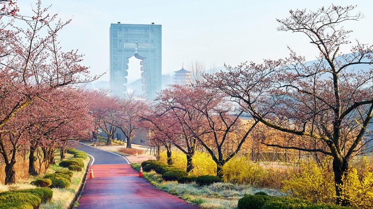 A Cherry Blossom Getaway: Japan vs South Korea