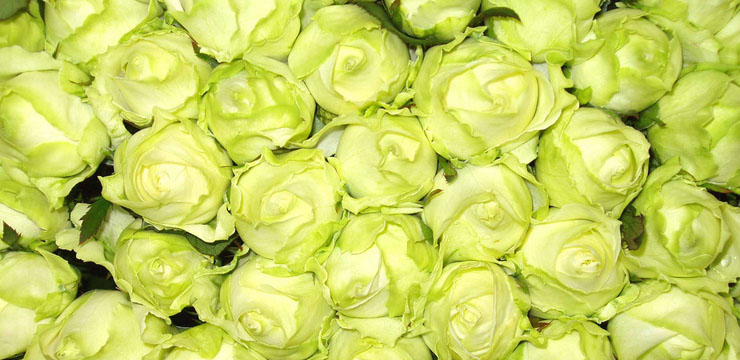 Long live flowers ! Long live flowers !