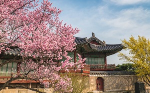 A Cherry Blossom Getaway: Japan vs South Korea