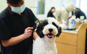 A guide to furry friends in Hong Kong