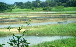 Wetland Park