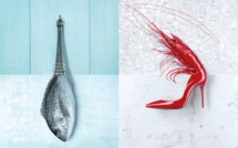 Qwehli, the Fismonger of the Chefs … but also your fishmonger Qwehli, the Fismonger of the Chefs … but also your fishmonger