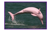 Meet the pink dolphins