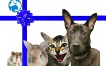 Adopt a life partner at the SPCA