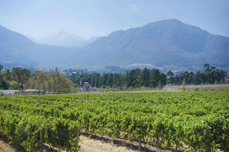 Mont Rochelle, une pépite dans les vignobles Sud-Africains