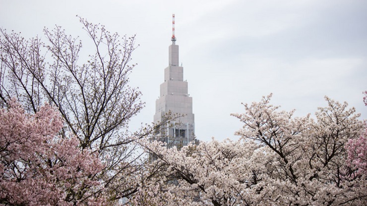 Voir les cerisiers en fleurs : Japon ou Corée du Sud ?