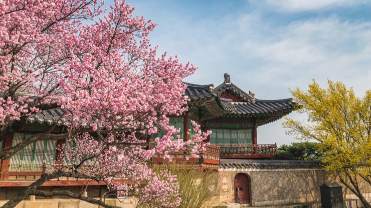 Voir les cerisiers en fleurs : Japon ou Corée du Sud ?