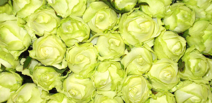 Vive les fleurs ! Vive les fleurs !