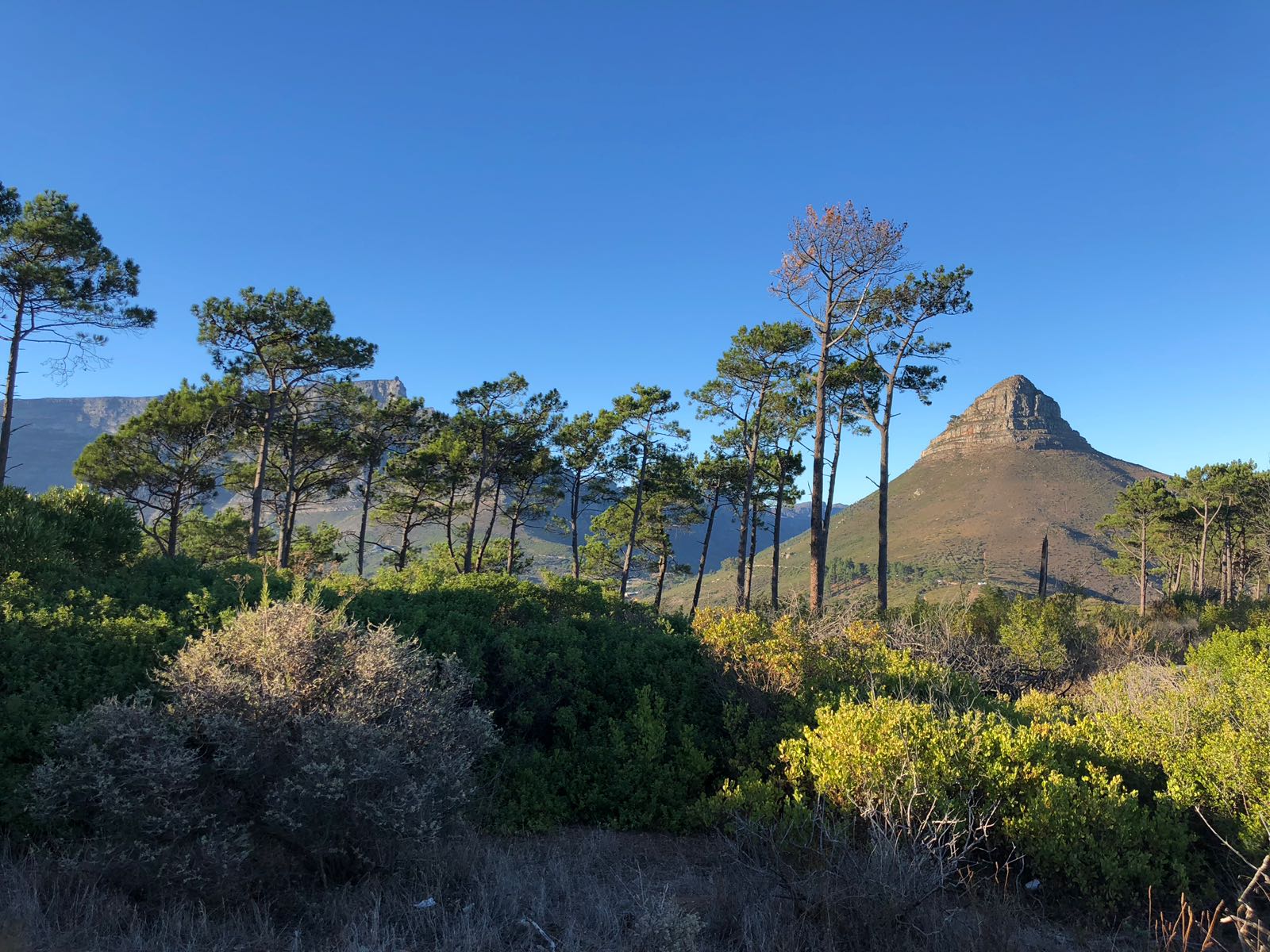 Lion's head en arrivant par Signal Hill