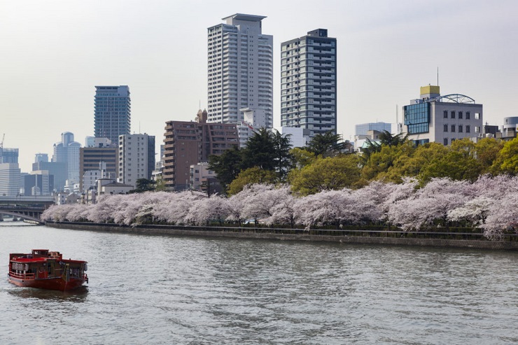 Voir les cerisiers en fleurs : Japon ou Corée du Sud ?