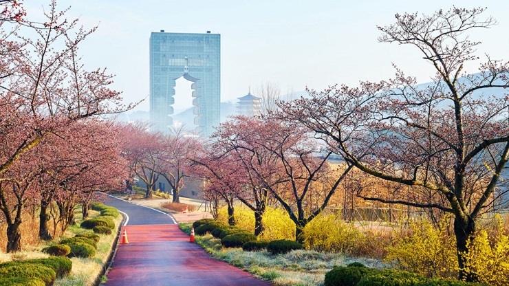 Voir les cerisiers en fleurs : Japon ou Corée du Sud ?