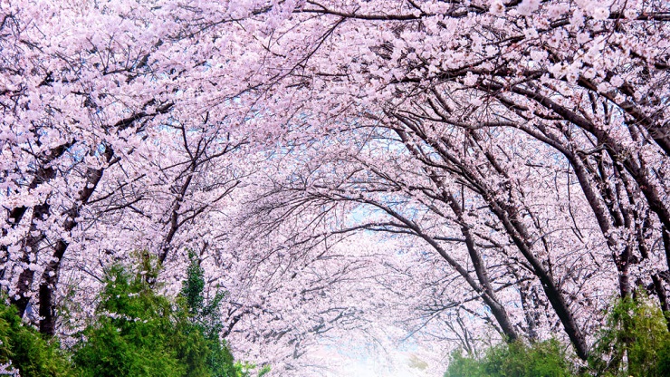 Voir les cerisiers en fleurs : Japon ou Corée du Sud ?