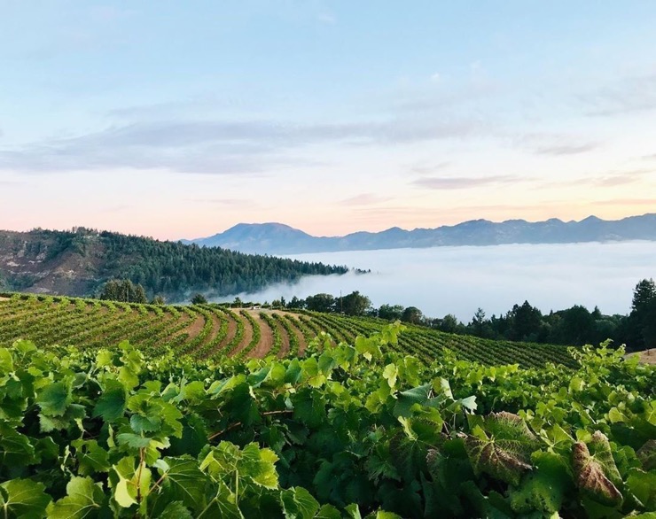 Et si le vin Californien était la boisson de l'été ?