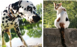 Cat &amp; dog-sitting